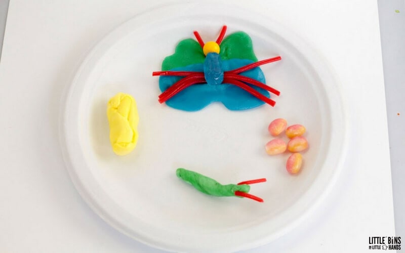 Edible Butterfly Life Cycle Activity