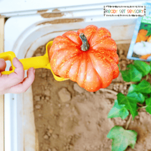 Child holding mini pumpkin in pumpkin patch sensory bin for fall play
