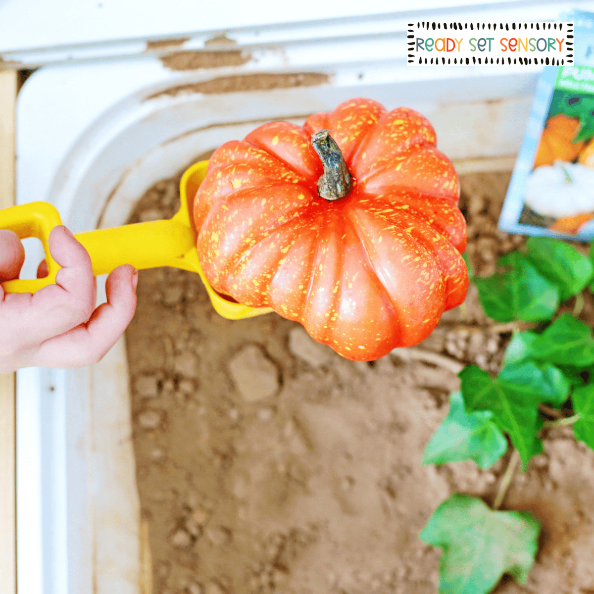 Child holding mini pumpkin in pumpkin patch sensory bin for fall play