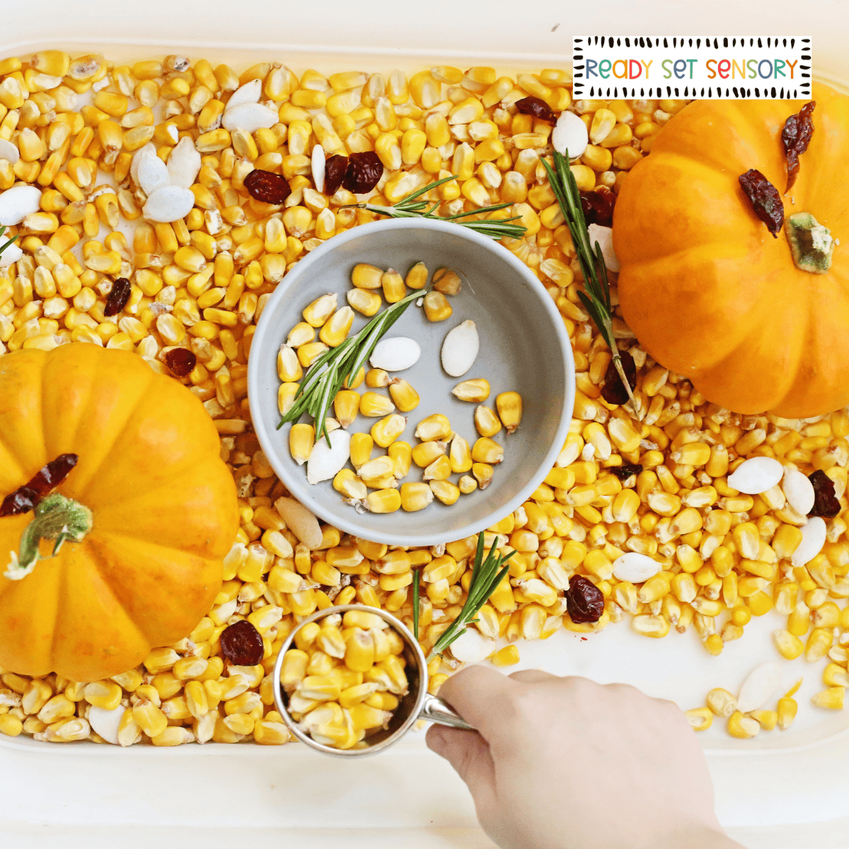 Thanksgiving Sensory Bin With Corn and Mini Pumpkins
