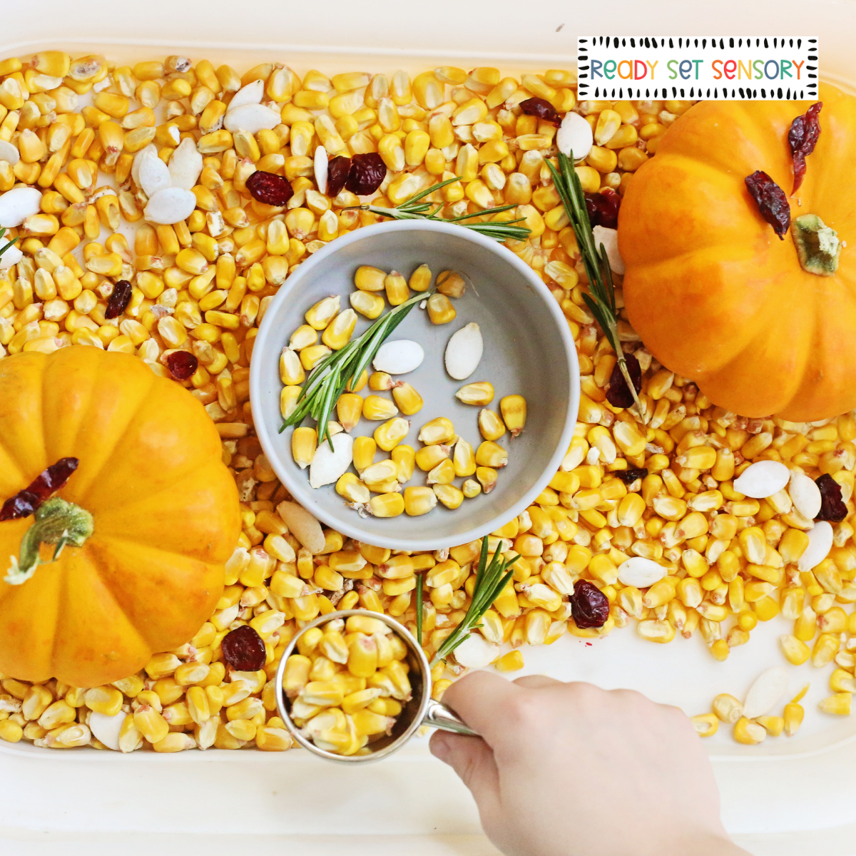 Thanksgiving Sensory Bin With Corn and Mini Pumpkins